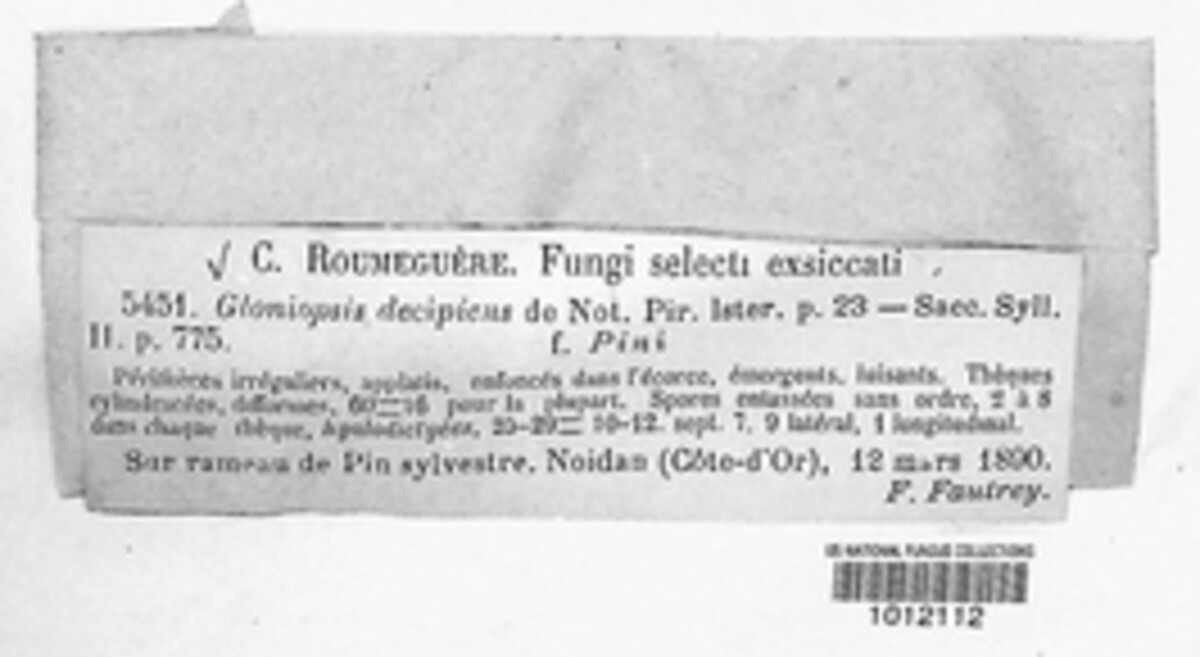 Gloniopsis praelonga image
